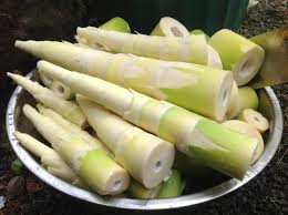 Manufacturers Exporters and Wholesale Suppliers of Bamboo shoots Pune Maharashtra